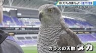 新サカスタにカラスの天敵「タカ」が飛ぶ！ 巣作り前にカラスを追い払い“ふん害”を防止【広島発】