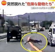 「全く声が出ず…ヤバイヤバイと」静岡で2頭のシカが目の前で車と衝突！危険な飛び出し　宮城では夜の山道をイノシシが猛スピードで横切る