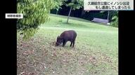 宮崎市の公園にイノシシが出没！「イノシシは時速40km以上で走る」もしバッタリ出会ってしまったらどうやって逃げればいい？専門家に聞いた