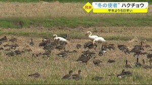 “冬の使者”ハクチョウ 平年より6日早く、去年より8日早い〈宮城・登米市迫町〉
