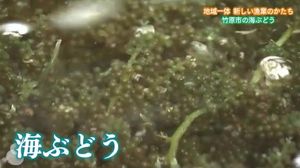 「海ぶどう」を竹原の新たな名産へ 地元活性化を目指す新たな取り組み【広島発】