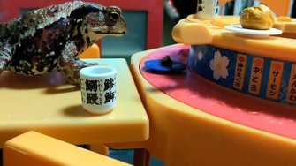 カエルは 回転寿司 でめっちゃ食べる エサをクルクル回すのは習性が関係していた カエルは 回転寿司 でめっちゃ食べる エサをクルクル回すのは習性が関係していた