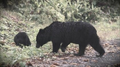 今年はクマの冬眠遅い!? “出没長期化”の懸念も…専門家「諦めきれずに寝ないクマも」 集落では緊急点検