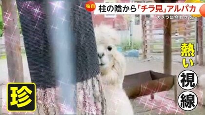 【独自】恋に落ちた!?柱の影から「チラ見」アルパカ熱視線　釧路市動物園の“エルシーちゃん”カメラの動きと見事シンクロ