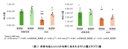 ＡＧＡにおいて特異的に減少する毛髪関連分子を発見　毛幹プロテオーム解析※1と培養細胞の両方で確認