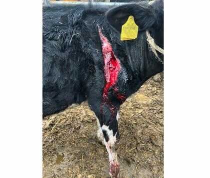 【ヒグマ続報】「骨も砕かれていた」ウシ60頭以上襲った”忍者グマ”OSO18の再来か？ウシの足に”40センチ”の傷「今まで見たことないような傷。クマしかありえない」酪農家に不安広がる＜北海道標茶町＞