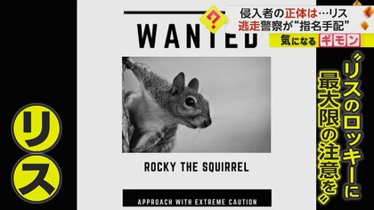 不法侵入アラートの住宅　「行くぞ」銃を構えた警察官が突入も…侵入者の正体は“リス”　米・ミズーリ州