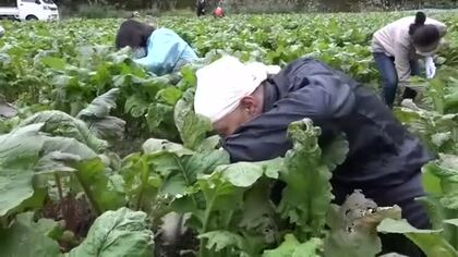 敦賀の伝統野菜「杉箸アカカンバ」間引き　ボランティアがお手伝い　150年以上の歴史も…高齢化や担い手不足が深刻　10月末から収穫　福井