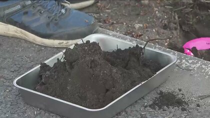 【詳報】異常がなかった店舗からも…ビッグモーター街路樹問題で都内9店舗付近から除草剤成分
