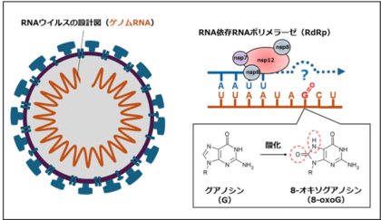 SARS-CoV-2のゲノム合成に対するRNA損傷の影響を解明~酸化ストレスはウイルス複製の障害か、それとも変異の原動力か?~