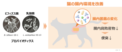 ビフィズス菌G9-1と乳酸菌KS-13による猫の腸内環境改善作用を確認
