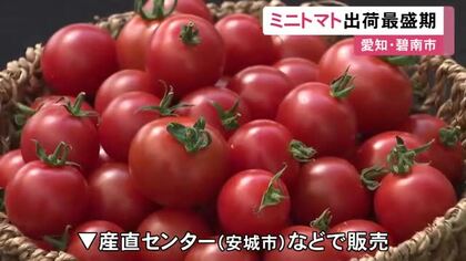 生産者「生が一番おいしい」愛知県碧南市でハウス栽培のミニトマトの出荷が最盛期 安城市の産直センター等で販売