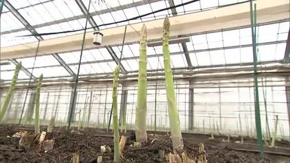 越冬して甘さ凝縮！“春アスパラガス”の出荷始まる「例年以上に太く味もおいしい」新潟・刈羽村