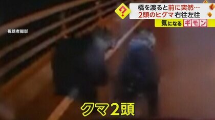 走行中の車の前に突然“2頭のヒグマ”　住宅街でも道路横切る3頭の親子のヒグマ　北海道で目撃情報が過去最多“3000件以上”に