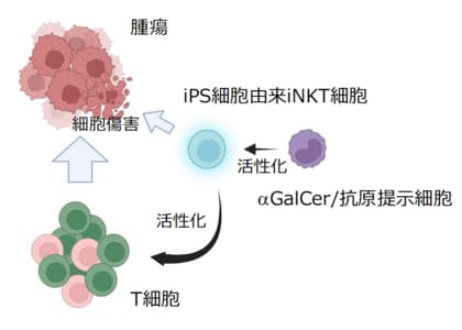 iPS細胞由来NKT細胞を用いた新規細胞療法の有効性を前臨床研究で確認 ―抗原提示細胞との併用で、患者ごとのがんに反応するT細胞を強く引き出す可能性―
