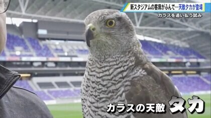 新サカスタにカラスの天敵「タカ」が飛ぶ！ 巣作り前にカラスを追い払い“ふん害”を防止【広島発】