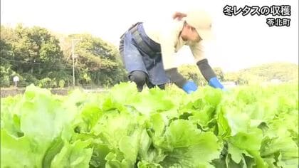 旬を迎えた冬レタスの収穫【熊本】