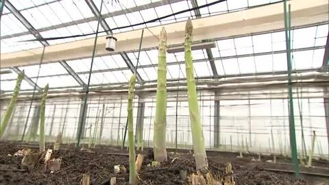 越冬して甘さ凝縮！“春アスパラガス”の出荷始まる「例年以上に太く味もおいしい」新潟・刈羽村