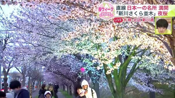 サクラの木のライト 夜桜、見に行きませんか？】札幌・新川通で“夜桜のライトアップ