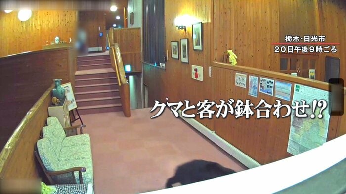 物音がして逃げ出すクマ