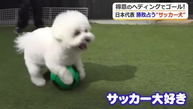 ビションフリーゼのおこめちゃん