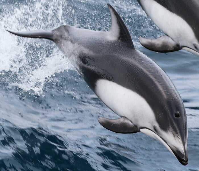 陸奥湾のカマイルカの噴気孔(提供:森阪教授)