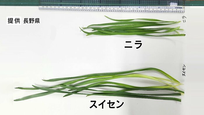 女性が自宅敷地内の畑で採ったスイセンとニラ 提供:長野県