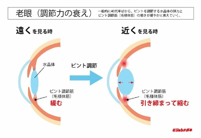 目の仕組み 加齢とともにピント調節が衰えるのが老眼(提供:株式会社ビジョンメガネ)