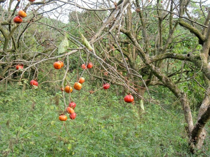 放置された柿やクリの実などがクマを引き付ける原因になる（イメージ）