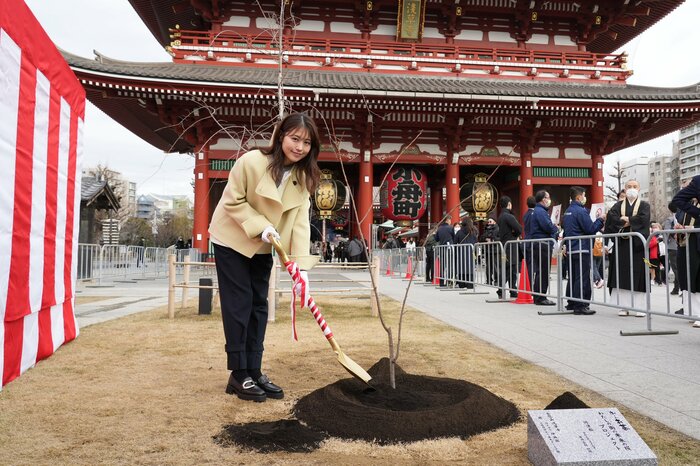 都内有数の桜の名所・浅草寺で
