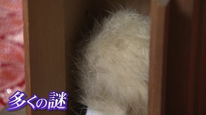 80年経っても白く輝く狐の玉
