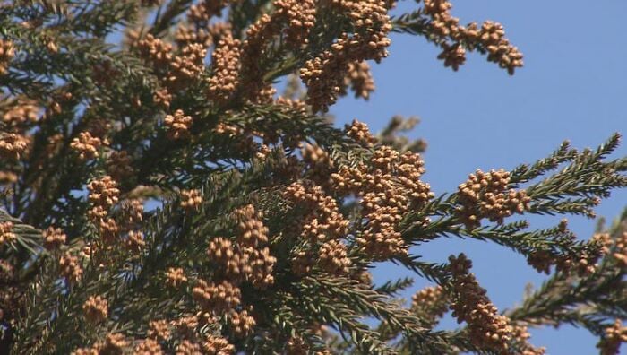 スギ花粉の飛散のピークはこれから