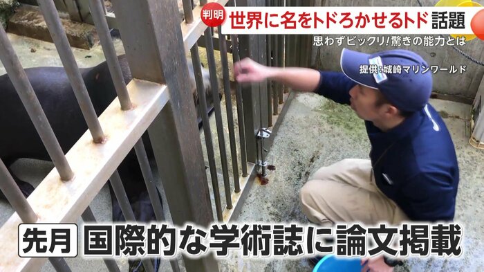 佐々木さんの指示で正確にマネをするハマ(提供:城崎マリンワールド)