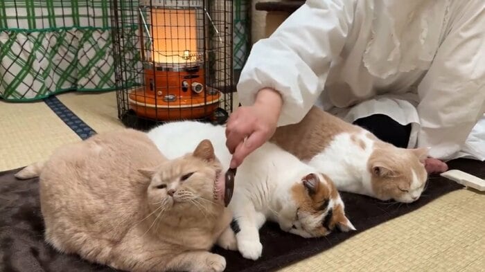 お母さんのブラッシングにうっとりの猫たち