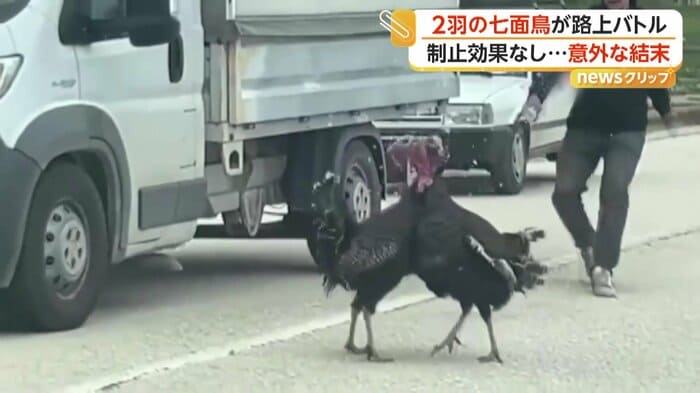 水をかけられてもお構いなしでバトルを続ける七面鳥たち（IHA）