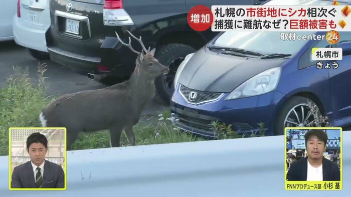 駐車場付近をうろつくシカ(札幌市 25日)