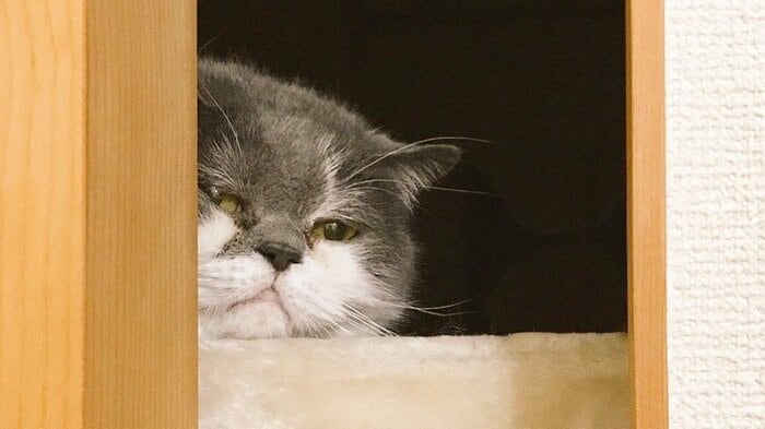 押し入れに入ったじろうさん