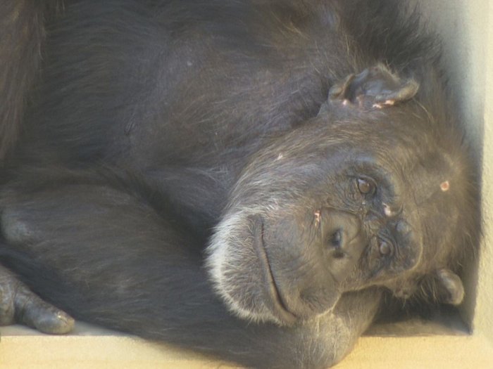 敬老の日…ご長寿チンパンジーのお祝い会 名古屋・東山動物園のローリー 人間だと80歳超の推定49歳