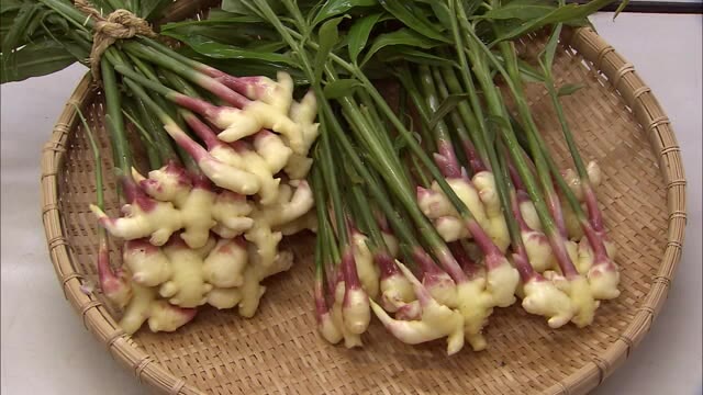 出雲特産「出西生姜」出荷シーズン迎える(島根・出雲市)