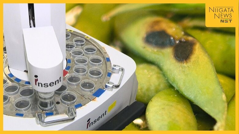 食材の美味しさが数値でわかる!?実証実験で売り上げ2割アップ! 新潟の食に“新たな価値”生み出しにぎわい創出へ｜FNNプライムオンライン