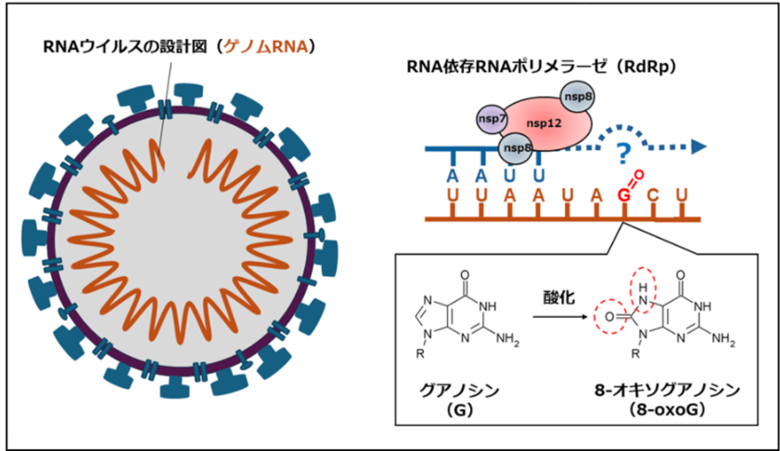 SARS-CoV-2のゲノム合成に対するRNA損傷の影響を解明～酸化ストレスはウイルス複製の障害か、それとも変異の原動力か？～