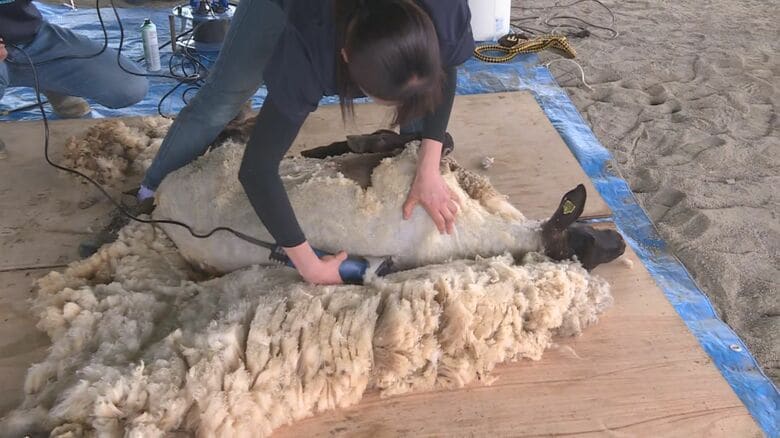 4歳のメス“山田さん”がスッキリ…羊たちの熱中症防止で毛刈り 専用のバリカンを使い30分ほどかけ夏仕様に｜FNNプライムオンライン