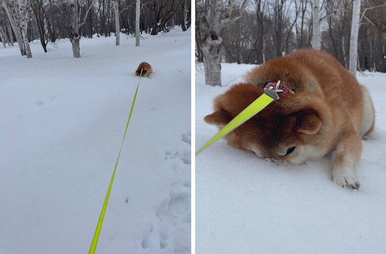 まだ雪で遊びたい！柴犬の「究極の帰宅拒否」がかわいい…ここまで帰りたくない理由を飼い主に聞いた｜FNNプライムオンライン