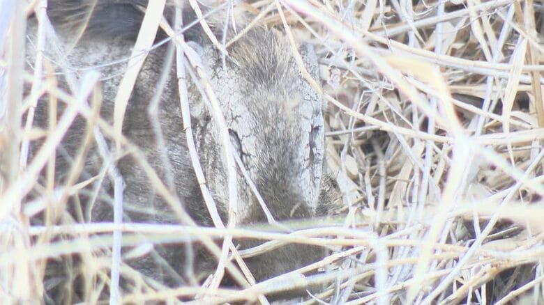 イノシシ出没　3月には住宅街にも…警察や市が警戒　長野市の裾花川河川敷　｜FNNプライムオンライン