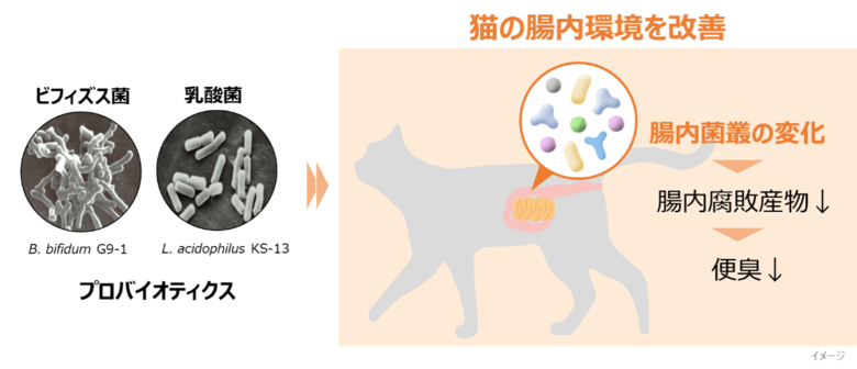 ビフィズス菌G9-1と乳酸菌KS-13による猫の腸内環境改善作用を確認
