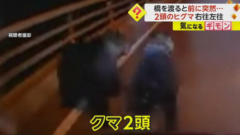 走行中の車の前に突然“2頭のヒグマ”　住宅街でも道路横切る3頭の親子のヒグマ　北海道で目撃情報が過去最多“3000件以上”に｜FNNプライムオンライン