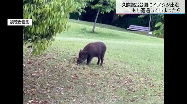 宮崎市の公園にイノシシが出没！「イノシシは時速40km以上で走る」もしバッタリ出会ってしまったらどうやって逃げればいい？専門家に聞いた｜FNNプライムオンライン