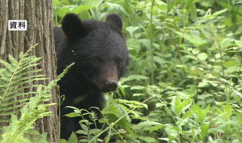 「クマが路上に座り込んでいる」住宅地で通行人が目撃　JR駅から約500メートル　市や警察が注意呼びかけ　長野・飯田市｜FNNプライムオンライン