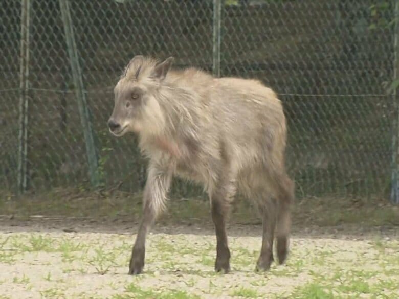 ケガの様子等で方針変更…名古屋の住宅街に現れたニホンカモシカを“捕獲”へ 一時的に飼育し治療のうえ山間部に｜FNNプライムオンライン