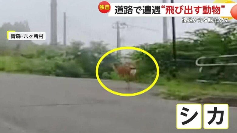 【独自】「ぶつかって事故らないか恐怖」バイクと並走する“俊足シカ”が目の前に飛び出す…“親子クマ”が現れ道路をよちよち横断｜FNNプライムオンライン